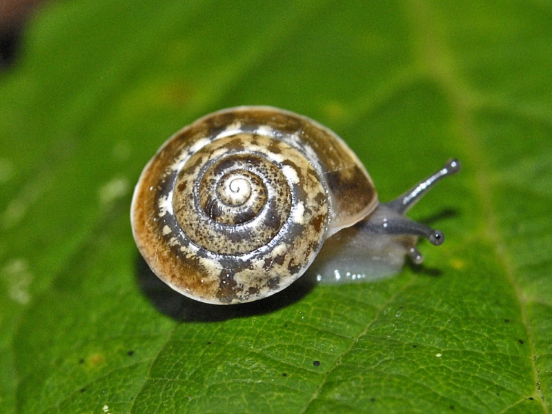 Una piccola lumaca in un giorno di pioggia